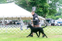 Curly Coated Retrievers 6/26