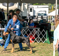 Dobermans Monticello #2
