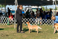 Herding