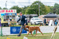 Hound