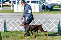 Dobermans