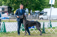 Great Dane