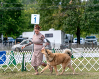 Tibetan Mastiff
