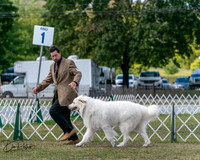 Great Pyrenees