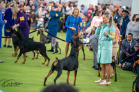 20260203-DSC09707
