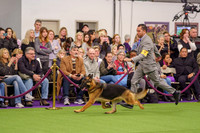 Westminster 2019 GSDs