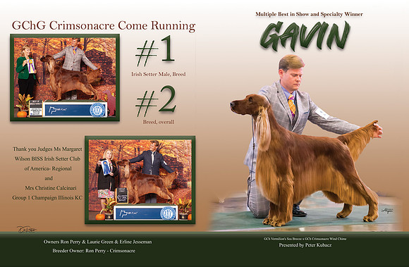 gavin nov chronicle