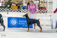 Ct Riv Dobermans- Saturday