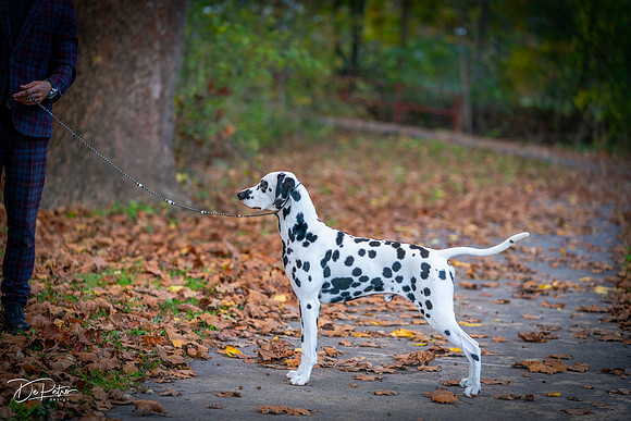 20261017-DSC09174
