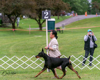Dobermans 6/28