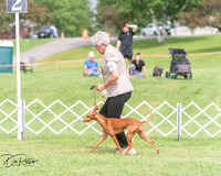 Hound 6/28