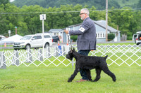 Giant Schnauzers 7/2/23