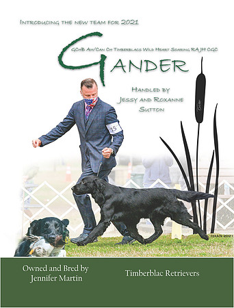 Gander Dn 31521