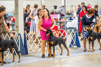 Dobermans