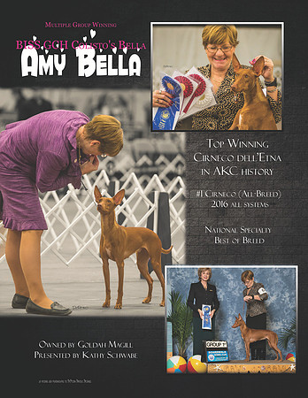 amy ad