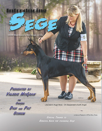Sege