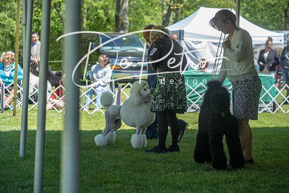 20190427-DSC09234