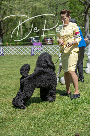 20190427-DSC09459