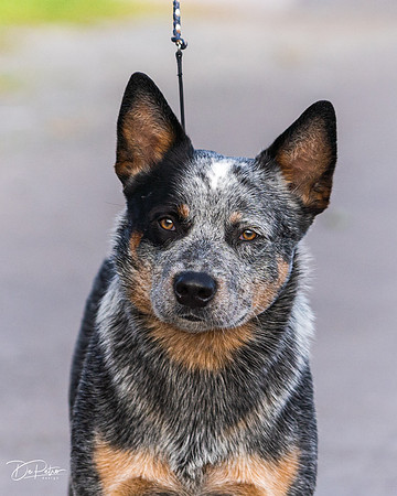 DSC09491