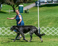 Hound 6/29
