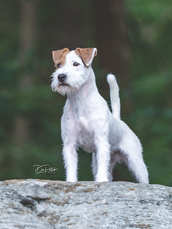 Jonas hi res