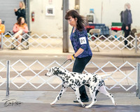 FLKC Dalmatians 3/29/24