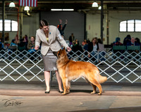 FLKC Belgian Tervuren 3/29/24
