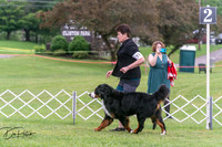 Bernese Mt. Dog 6/28