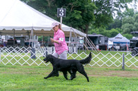 flat coats 6/26