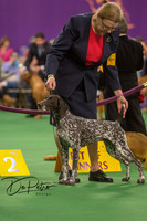2016 Westminster GSP