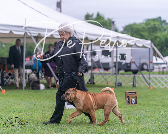 20250627-DSC06618
