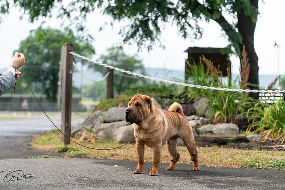 20240621-DSC02944