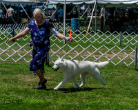 Siberian Husky 6/29