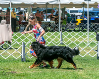 Bernese Mt Dog 6/29