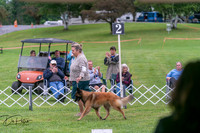 Herding 6/27